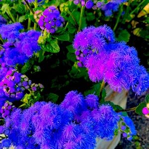 Meet your Posher, Keira